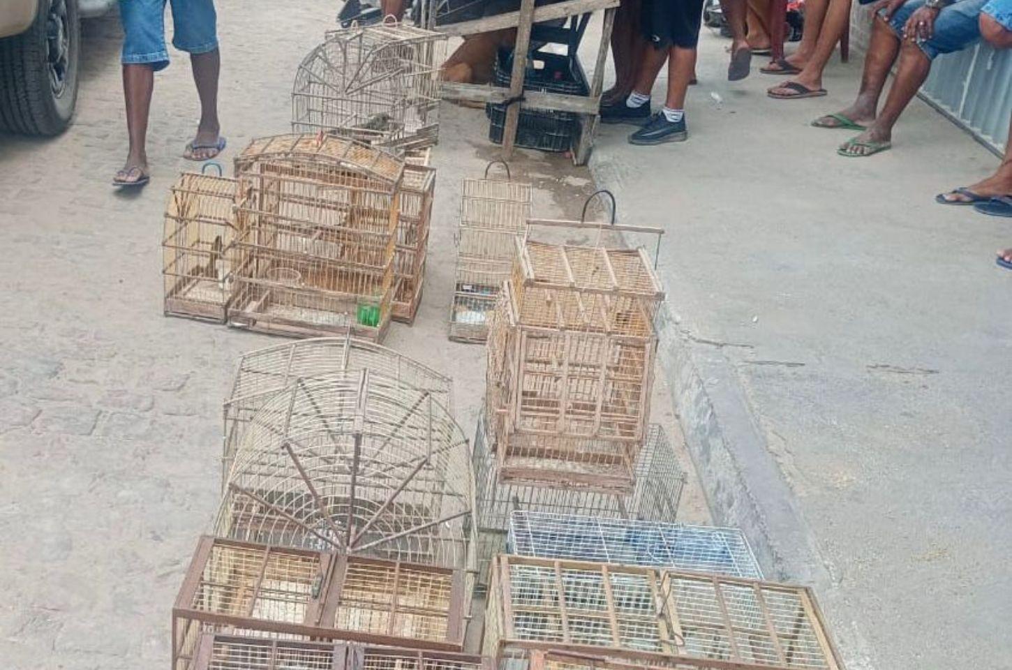 PM resgata pássaros silvestres mantidos em cativeiro e impede comércio ilegal em Araci