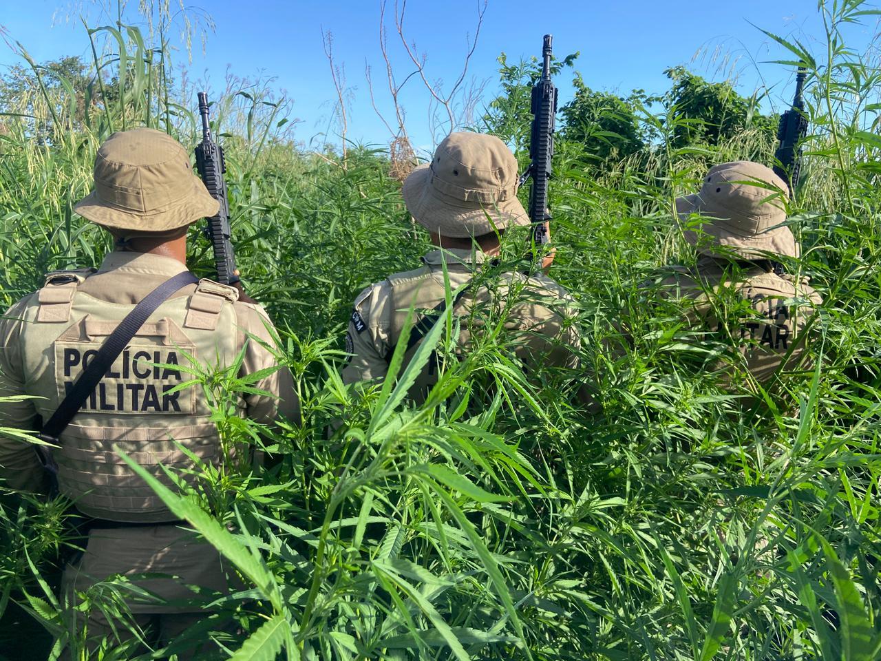 Polícia Militar localiza grande plantação e destrói cerca de 32 mil pés de maconha na Bahia