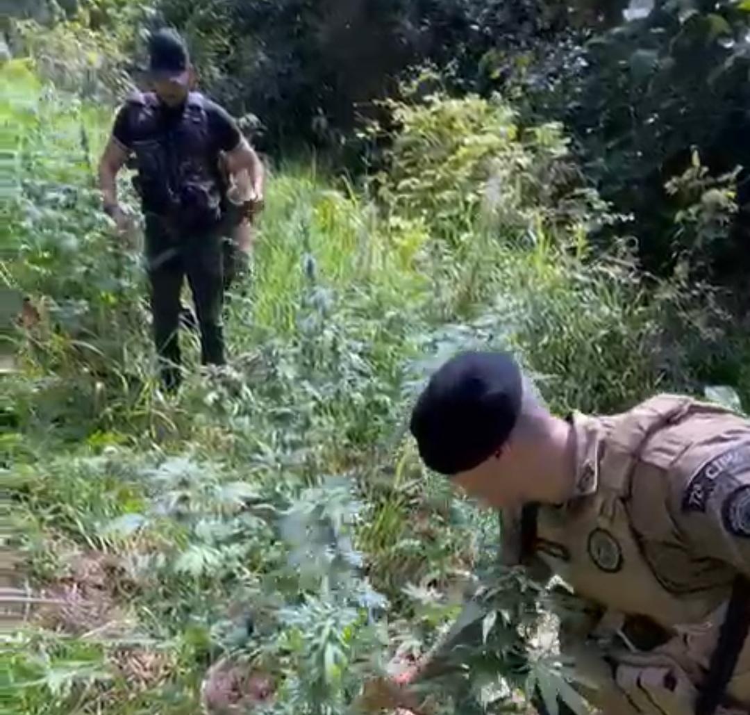 Polícia localiza e incinera mais de 160 pés de maconha em área turística na Bahia