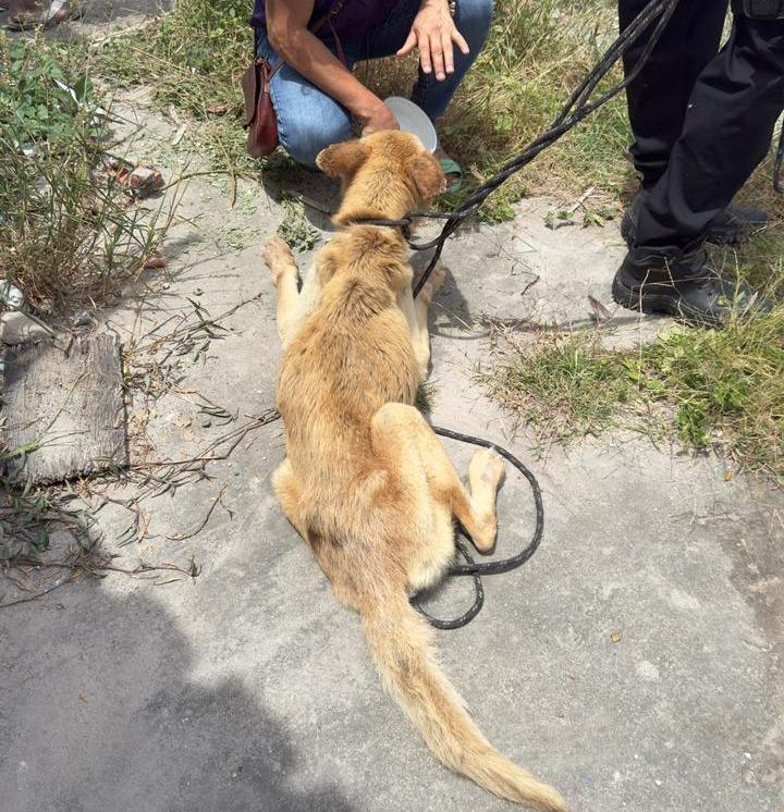 Polícia prende mulher por suspeita de maus-tratos a cão em Feira de Santana
