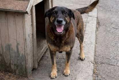 Após morte de cão comunitário, delegado-geral de SC defende redução da maioridade penal