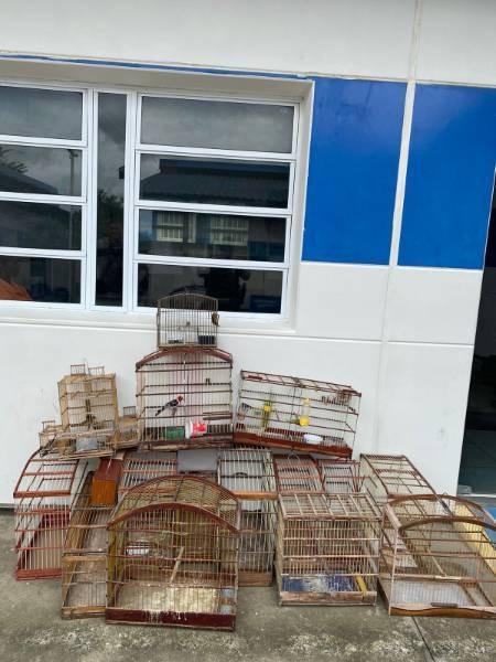 Aves silvestres são resgatadas e homem é conduzido por crime ambiental em Serrinha