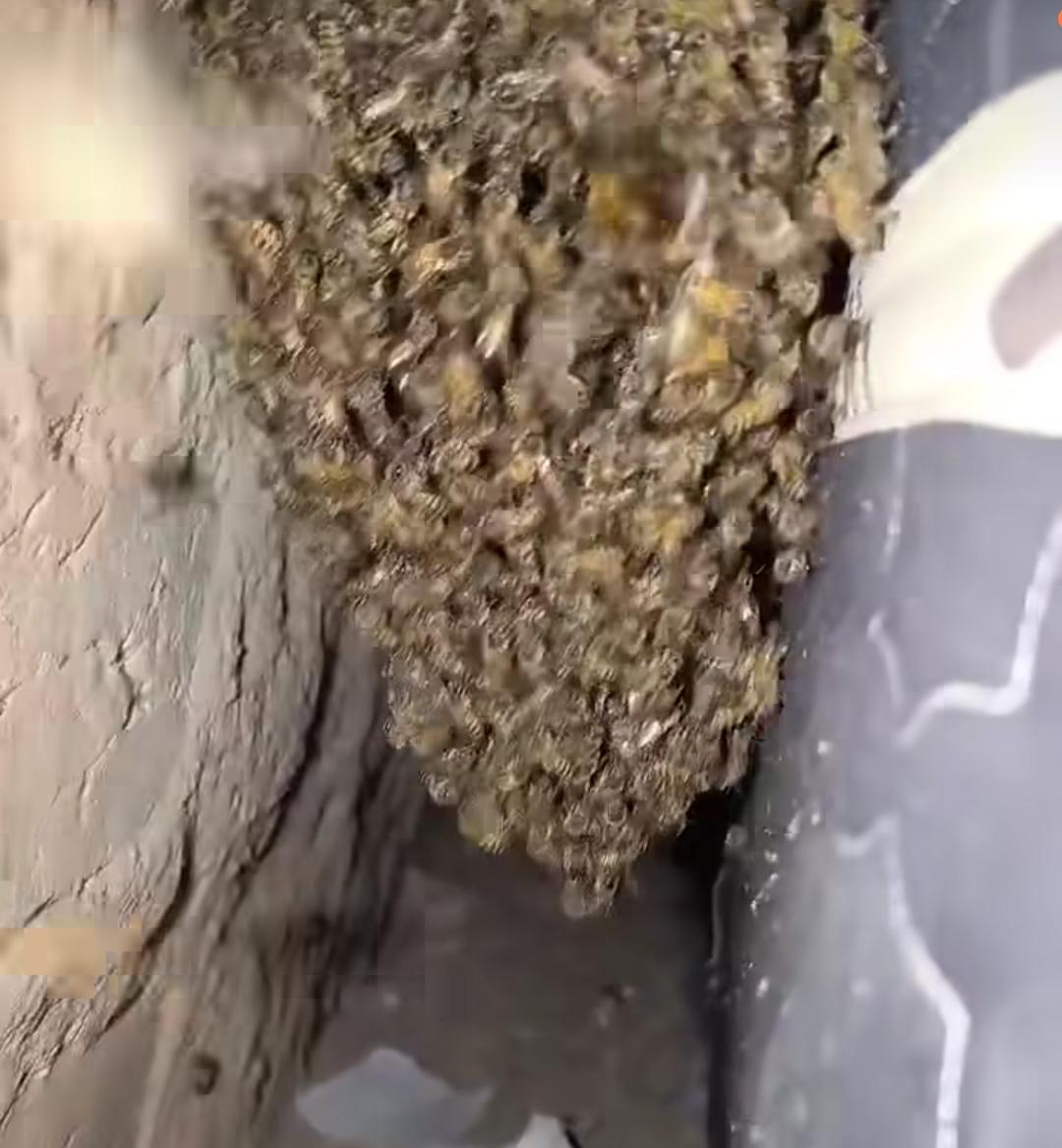 Quatro ocorrências de enxame de abelhas são registradas em um único dia em Riachão do Jacuípe