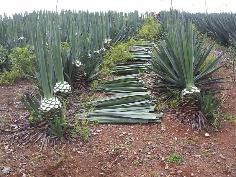 APAEB Serrinha executa projeto para ampliar produção de biocombustível no Território do Sisal