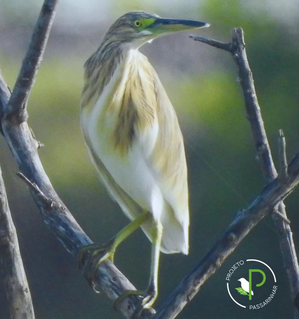 Registro inédito de ave é feito em Serrinha e marca avanço para a avifauna baiana