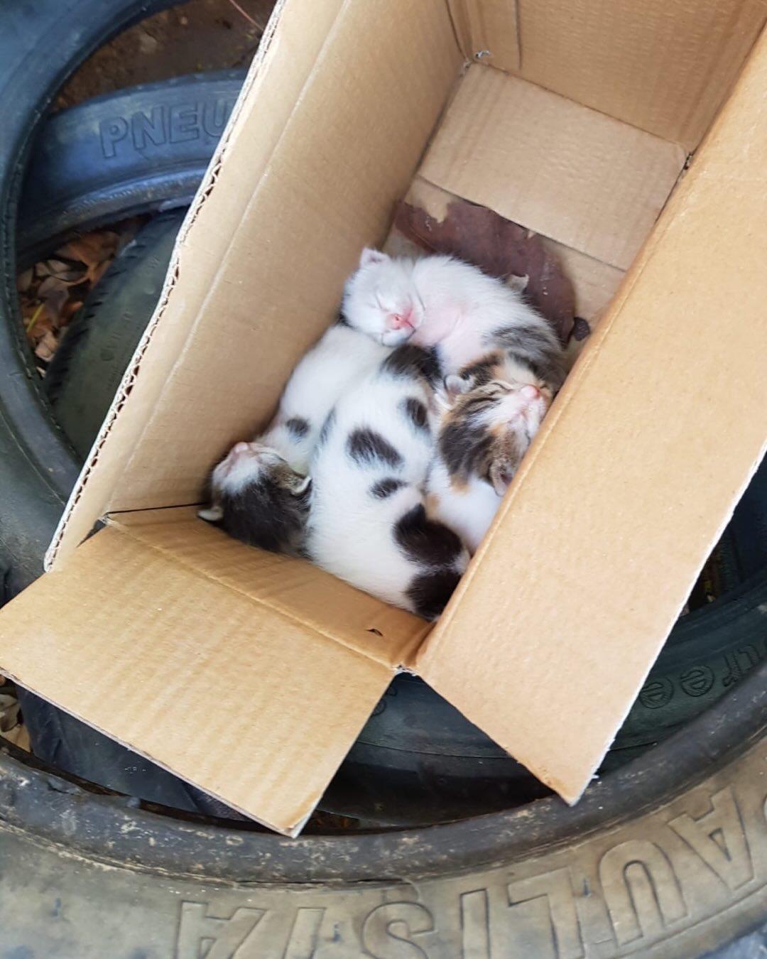 Filhotes de gatos são encontrados dentro de caixa na rua e resgatados após abandono em Serrinha