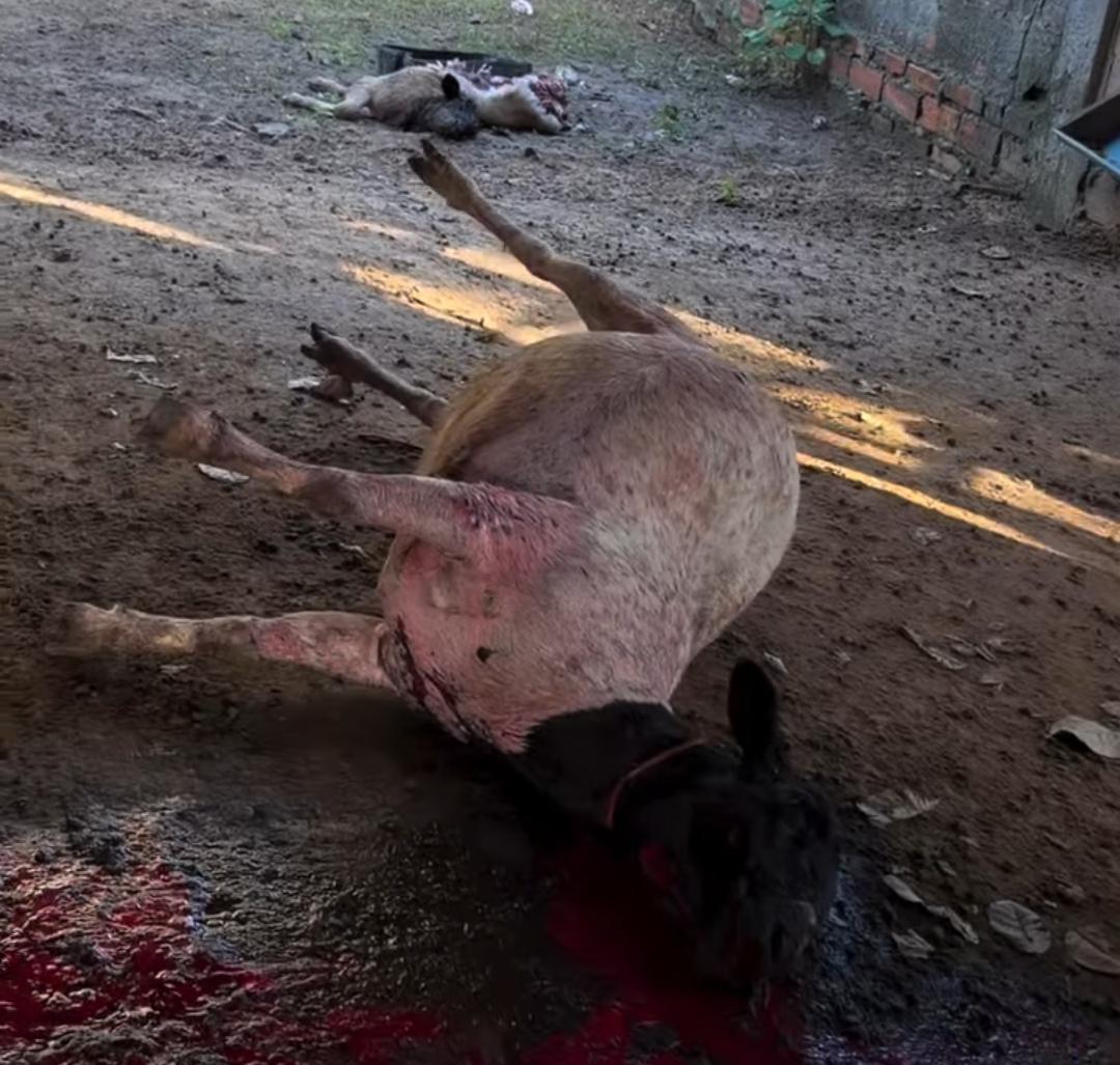 Vídeo: secretário da Fazenda de Serrinha tem criação atacada por cães e contabiliza prejuízo com morte de ovelhas