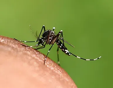 Dois municípios da região do sisal estão em situação de risco para casos de dengue