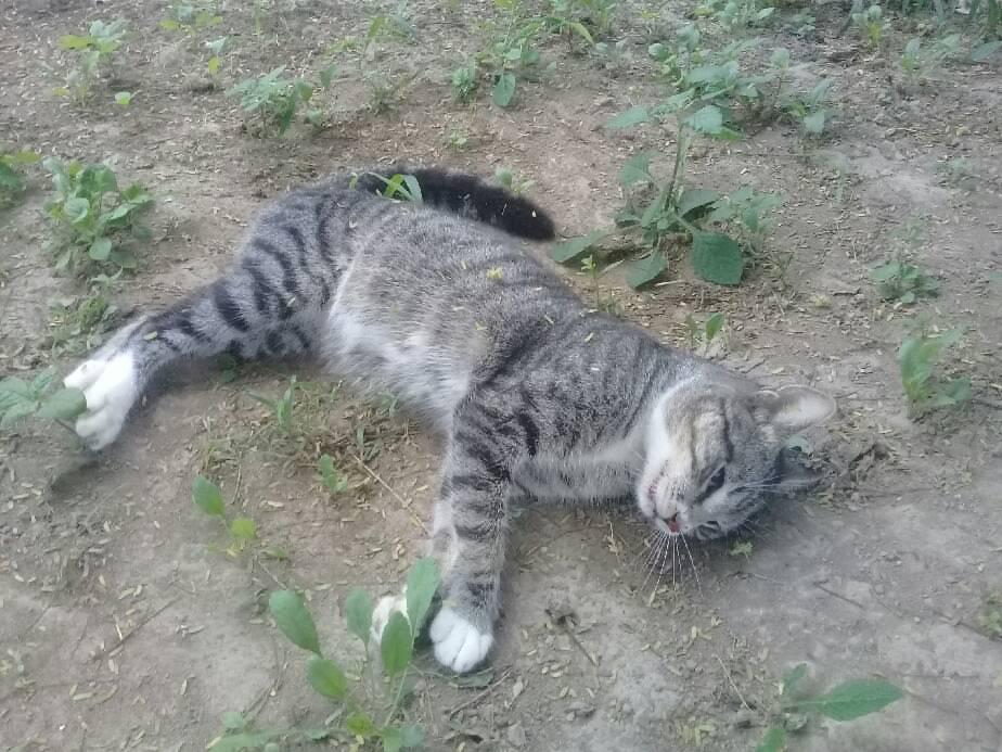 Morador de bairro em Serrinha denuncia suspeita de envenenamento e morte de gata