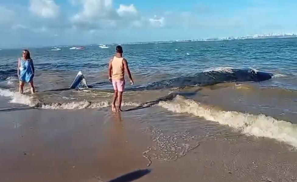 Baleia é encontrada encalhada em praia movimentada na Bahia