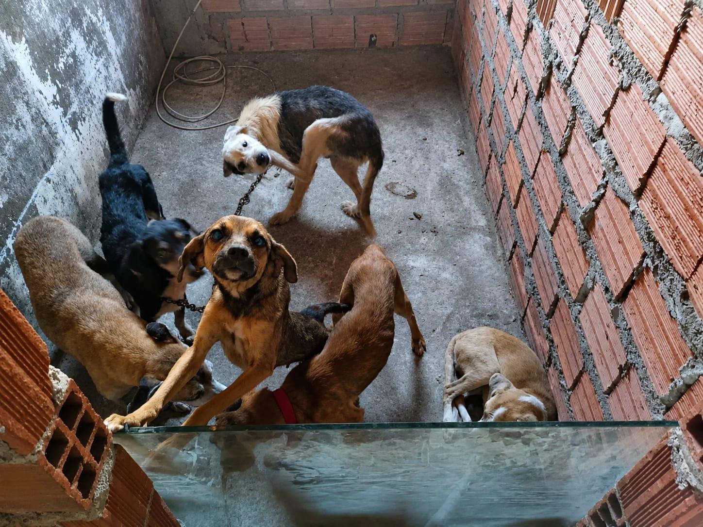 Homem é preso suspeito de maus-tratos a animais em Feira de Santana
