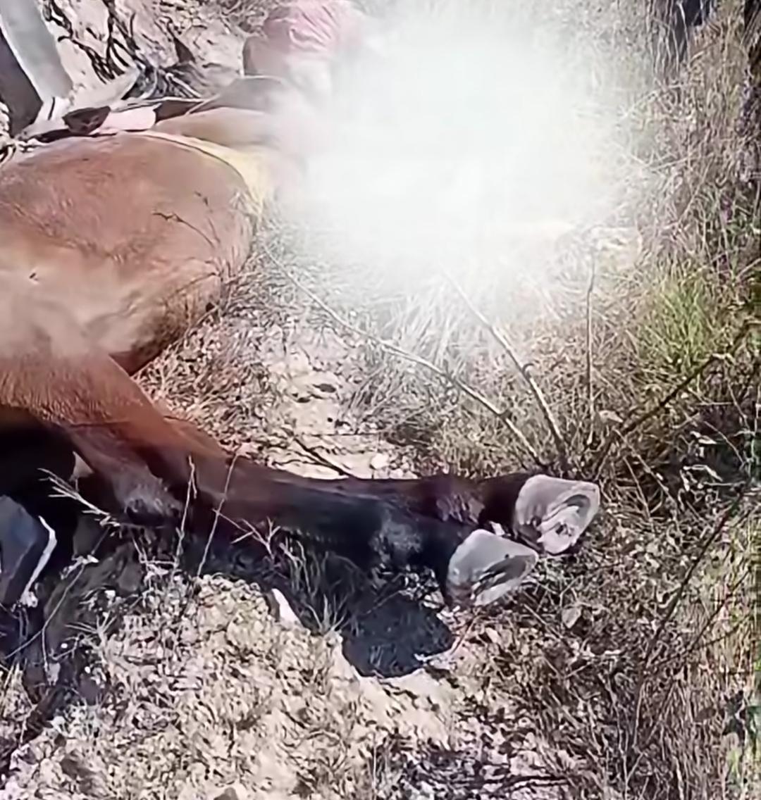 Mulher morre e homem fica gravemente ferido após atropelamento na zona rural de Araci