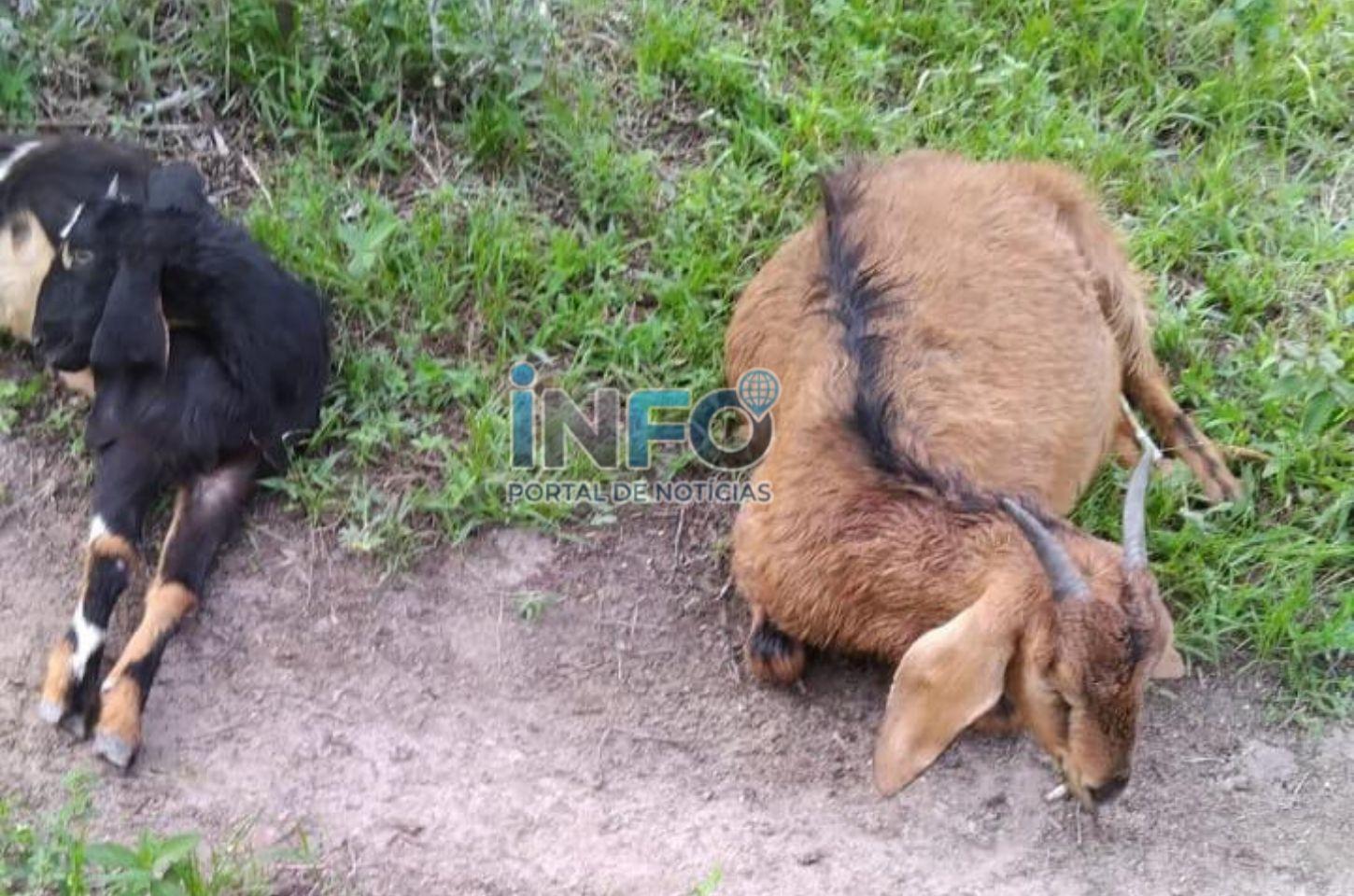 Novo ataque de cães deixa seis cabras mortas na zona rural de Serrinha