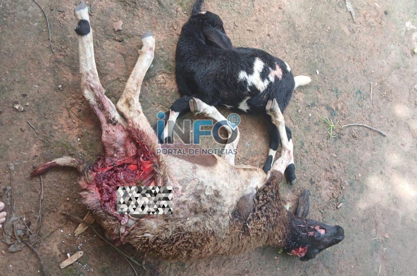 Ovelhas são mortas por cães após novo ataque a animais na zona rural de Serrinha