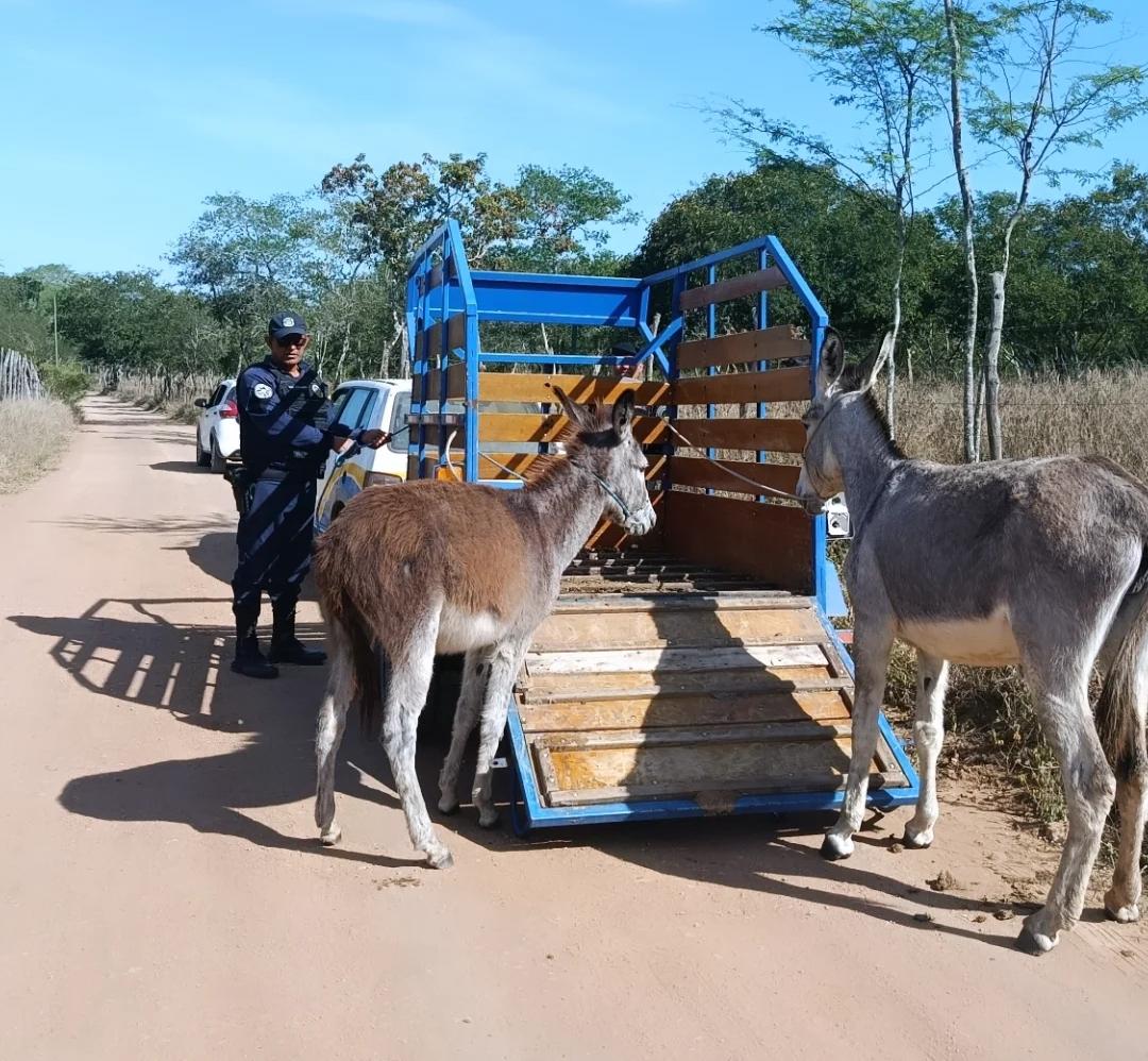 Guarda Municipal apreende quatro animais soltos em estrada da zona rural de Conceição do Coité
