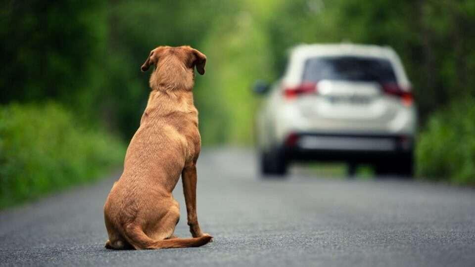 Câmara dos Deputados aprova punições mais rígidas para motoristas que abandonarem animais