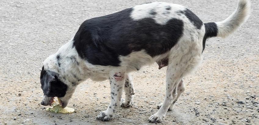 Alerta: veterinário em Serrinha recomenda cuidados com água e alimentos após casos de vômito em cães na Vaquejada