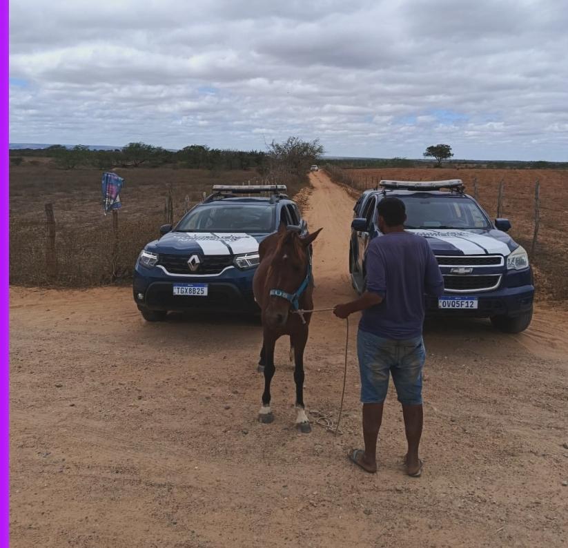 Guarda Civil Municipal recupera cavalo furtado e conduz suspeito em Tucano