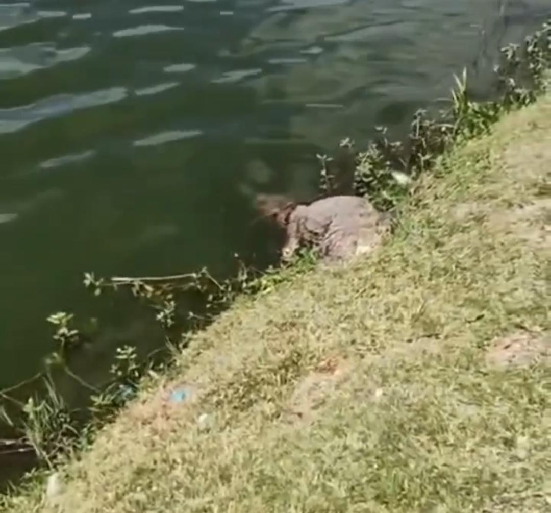Jacaré de quase 2 metros é encontrado morto na Lagoa Grande, em Feira de Santana