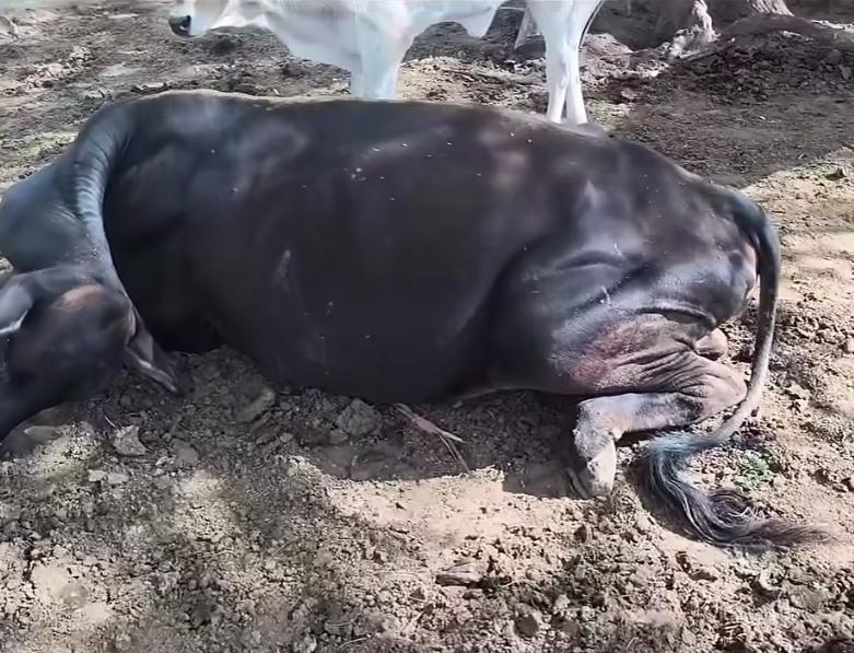 Vacas são encontradas mortas a tiros em município da região do sisal