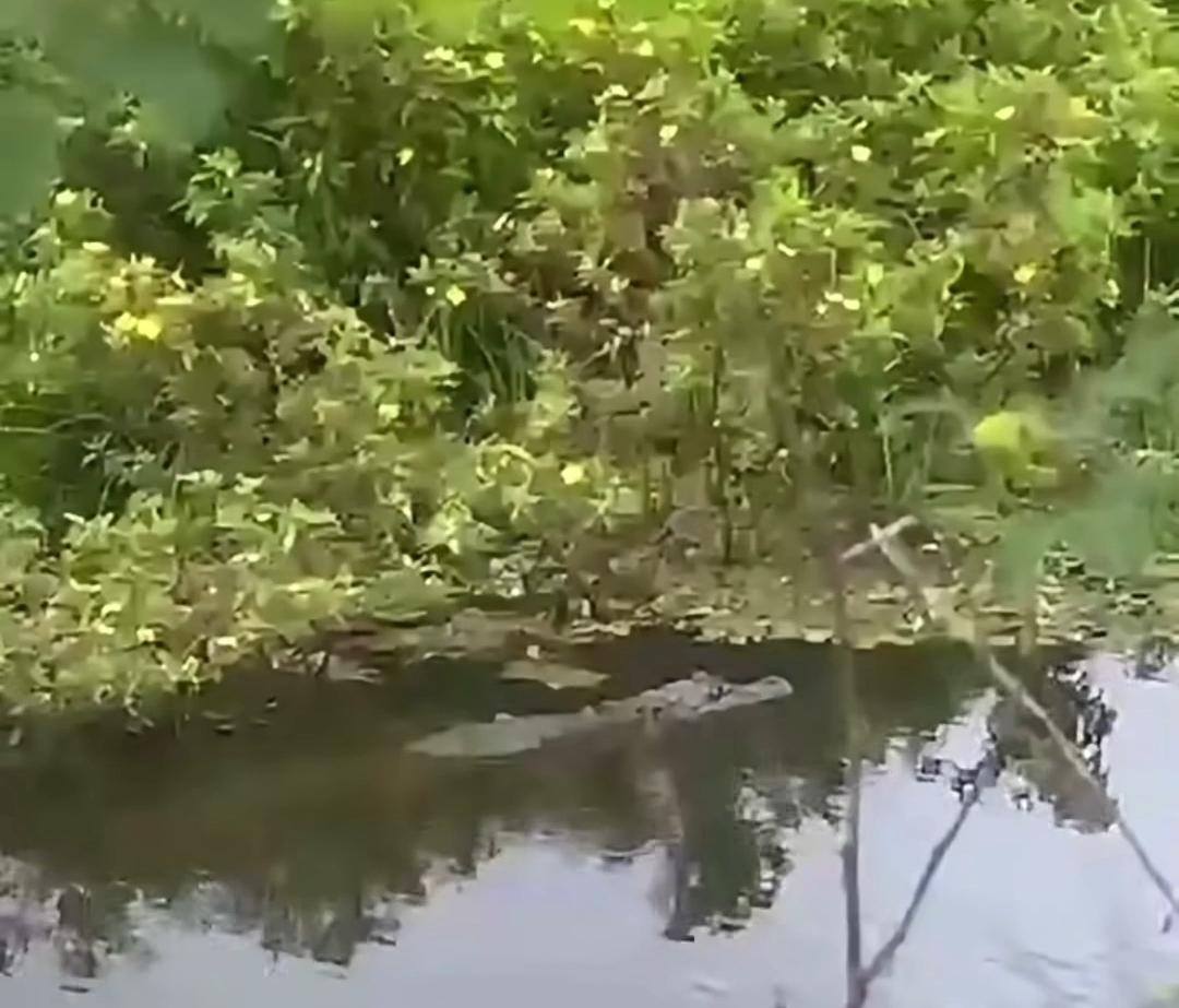 Jacaré com mais de 1 metro é flagrado em açude na zona rural de Lamarão; veja o alerta da Prefeitura