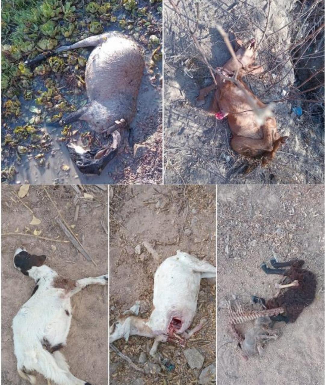 Novo ataque de cães mata seis animais e causa prejuízo a criadores na zona rural de Barrocas