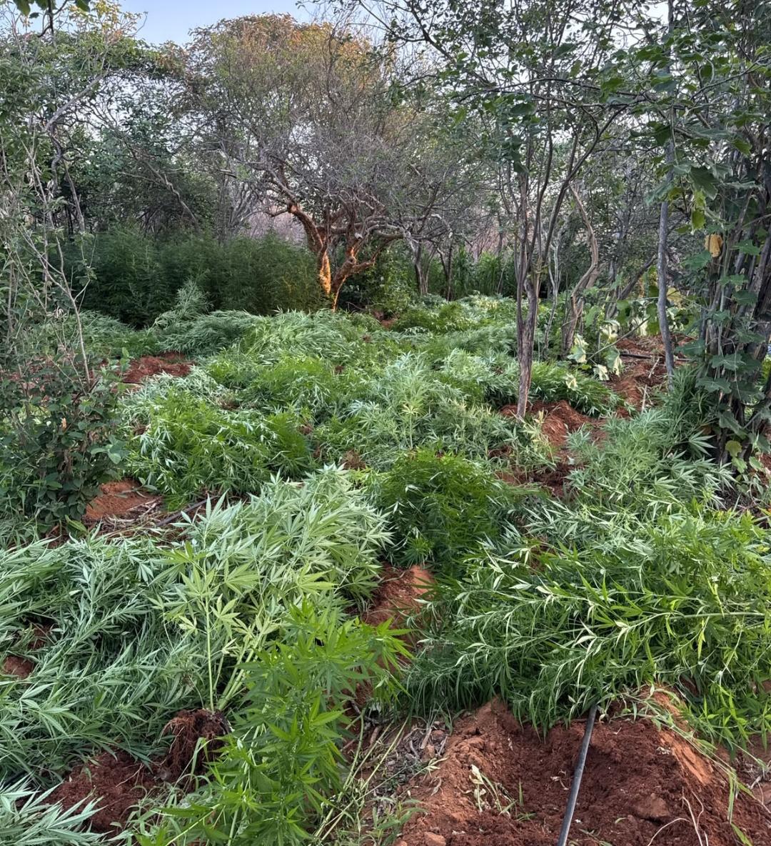 Operação conjunta localiza e destrói plantação com cerca de 22 mil pés de maconha na Bahia